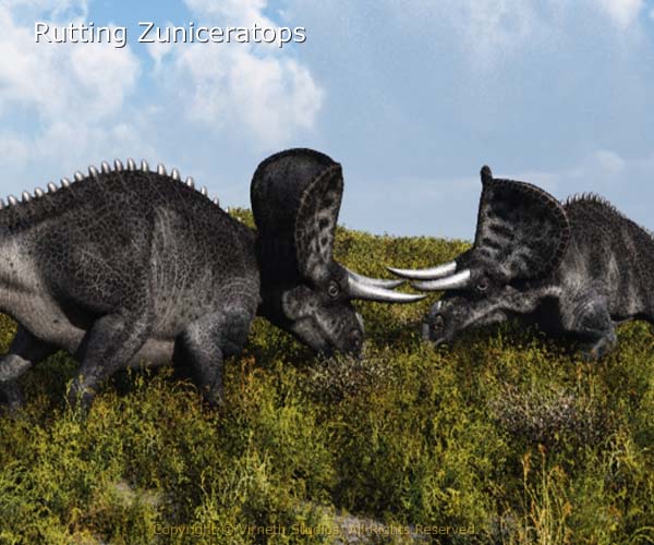 Zuniceratops fight during rutting season